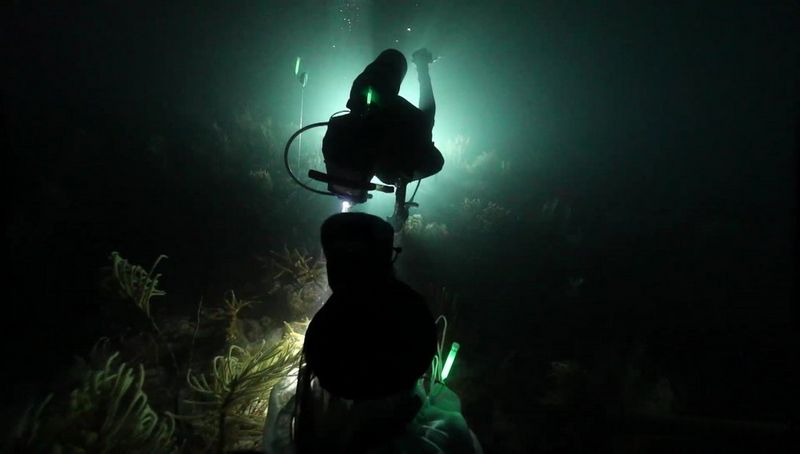 A coral reef at night, illuminated only by the pale yellow beam of light emanating from a diver's torch. 