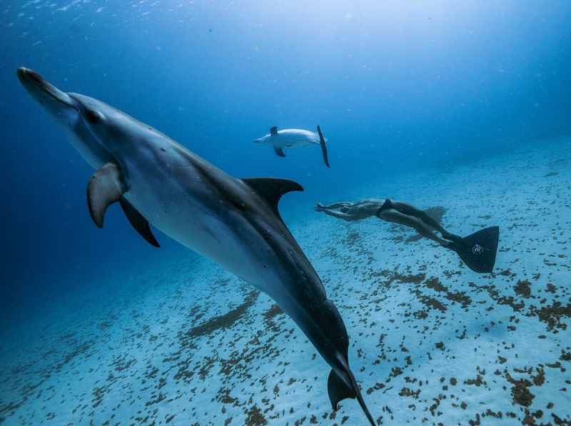An underwater image of a freediver swimming along the sea floor, with a dolphin nearer the camera and another dolphin in the distance. 