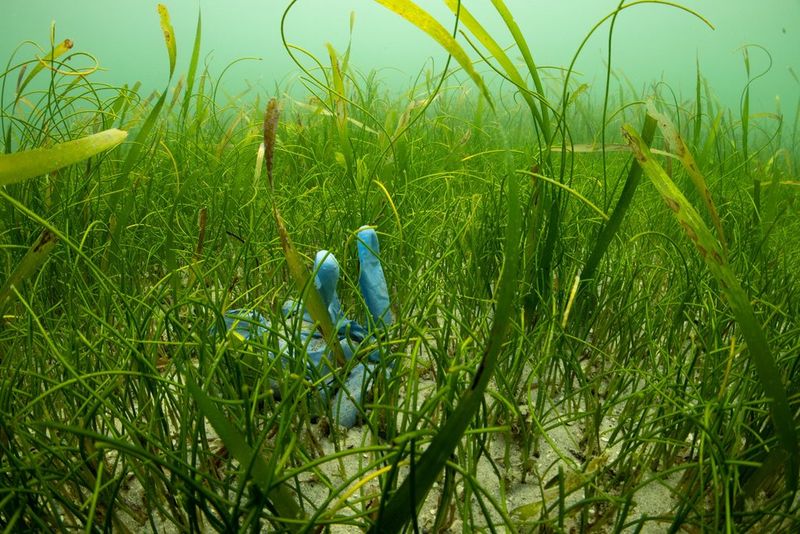 A blue plastic glove sits wedged among seagrass on the sea bed. 