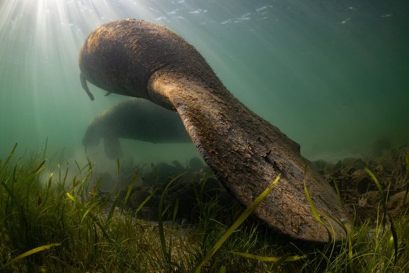 Two large manatees swim through murky water. Beams of sunlight can be seen above and around them.