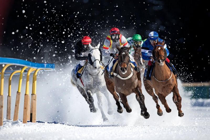 A tightly-packed group of racehorses thunder around a track in snowy conditions.
