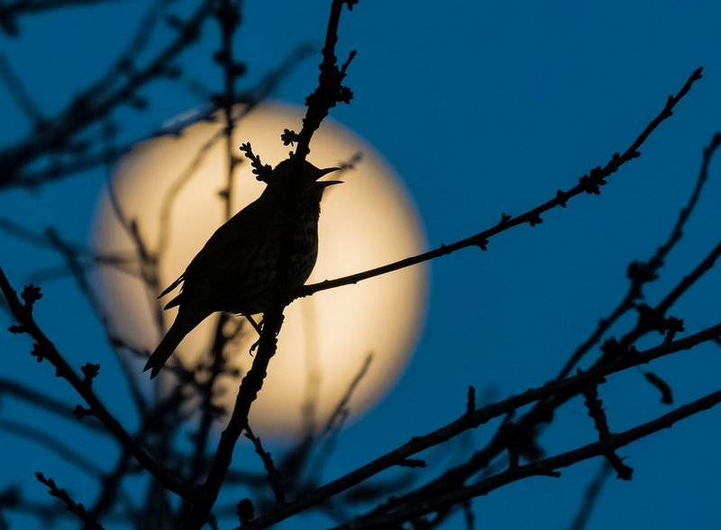 Силуэт дрозда, сидящего на ветке перед размытой луной.