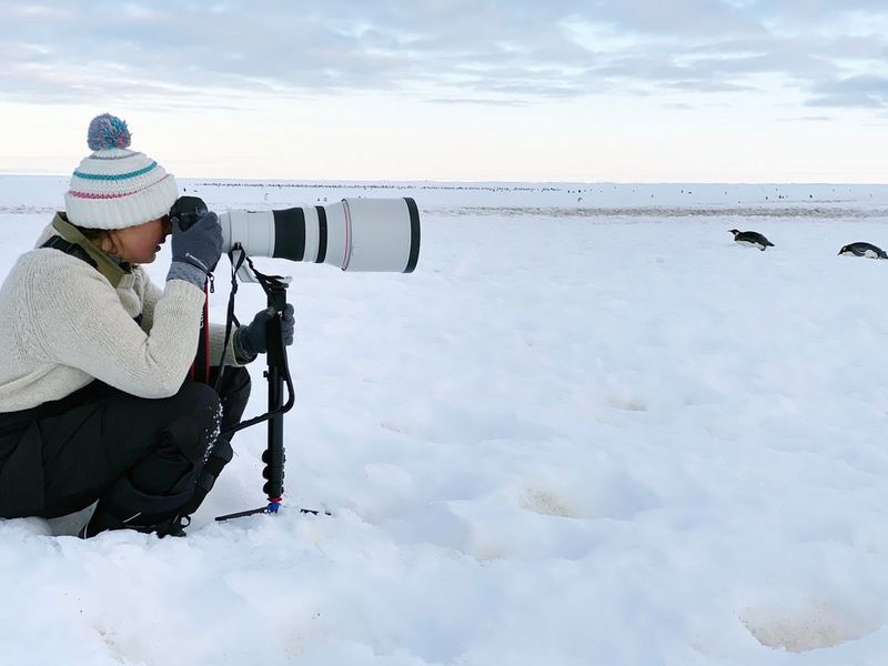 Wildlife photographer Lucia Griggi crouches down in the snow to photograph penguins. 