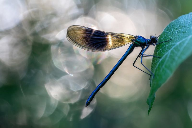A dragonfly shows off its metallic blue body and iridescent wings.