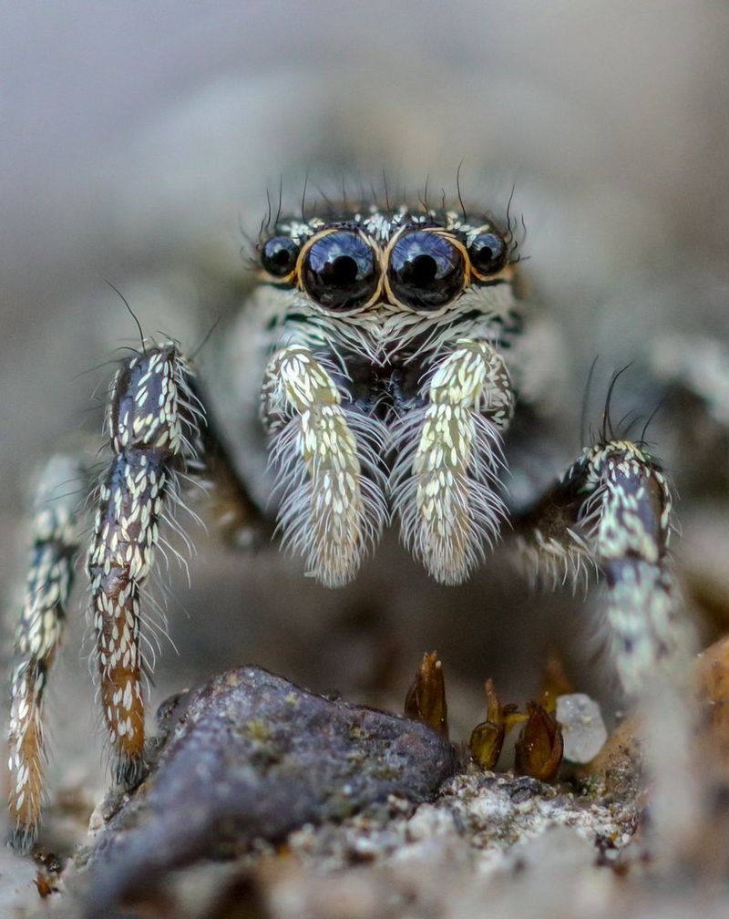 A close-up of the hairy legs and four eyes of a zebra jumping spider.