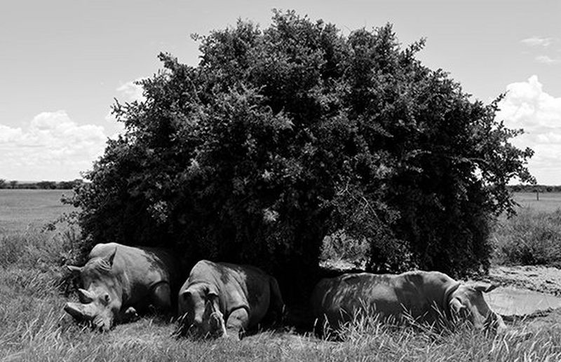 Uitsterven vastleggen: een fotoverhaal van Paolo Pellegrin