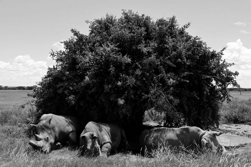 Two northern white rhinos and a southern white rhino lie under a large bush at the Ol Pejeta Conservancy in Kenya, in a black and white photo taken on a Canon EOS R5 by Paolo Pellegrin. 