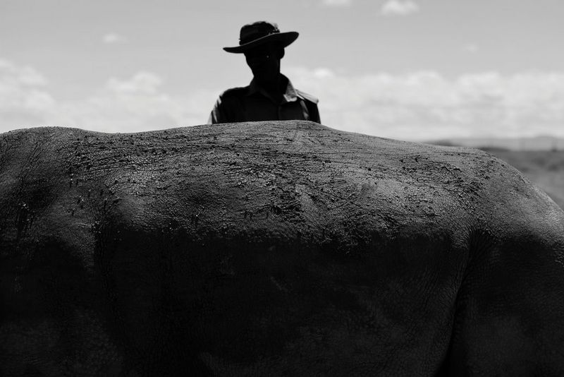 A ranger stands behind a northern white rhino. Only the ranger's silhouette and the rhino's back and stomach are visible against the sky in a black and white photo taken on a Canon EOS R5 by Paolo Pellegrin. 