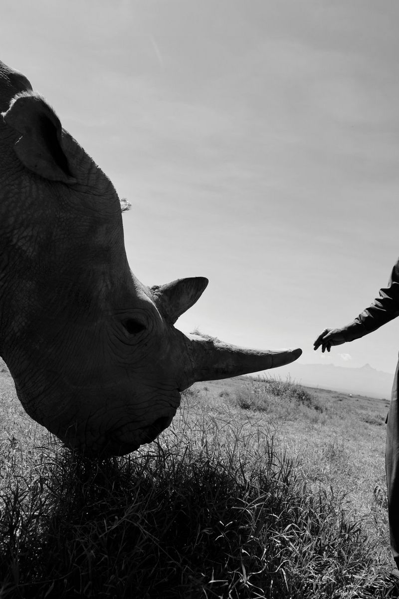 A northern white rhino grazes on grass as a person's hand reaches towards the rhino's horn, in a black and white photo taken on a Canon EOS R5 by Paolo Pellegrin.