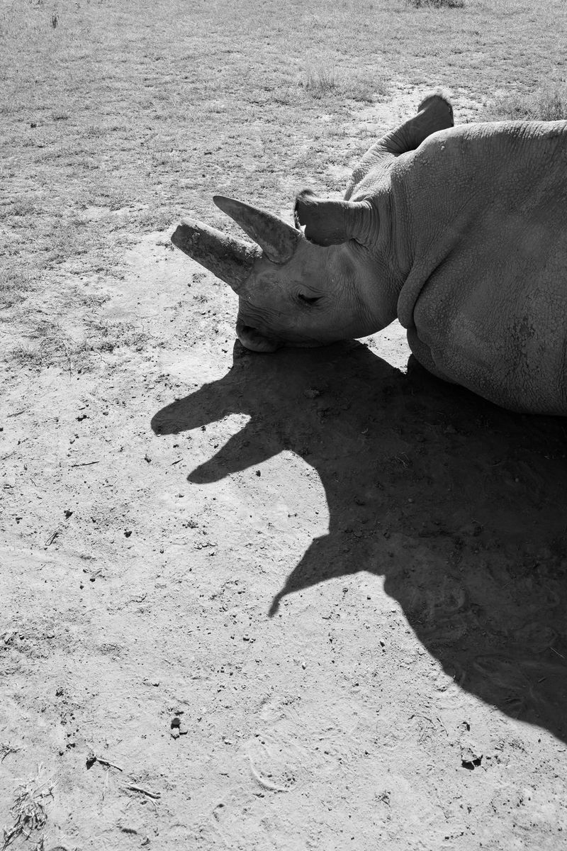 A northern white rhino casts a shadow while lying on the ground, in a black and white photo taken on a Canon EOS R5 by Paolo Pellegrin. 