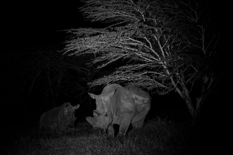 At night, a northern white rhino stands under a tree while another sits to its left, in a black and white photo taken on a Canon EOS R5 by Paolo Pellegrin. 