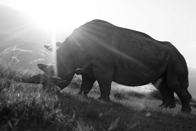 A northern white rhino grazes on grass, photographed against the sun in a black and white taken low to the ground, on a Canon EOS R5 by Paolo Pellegrin. 