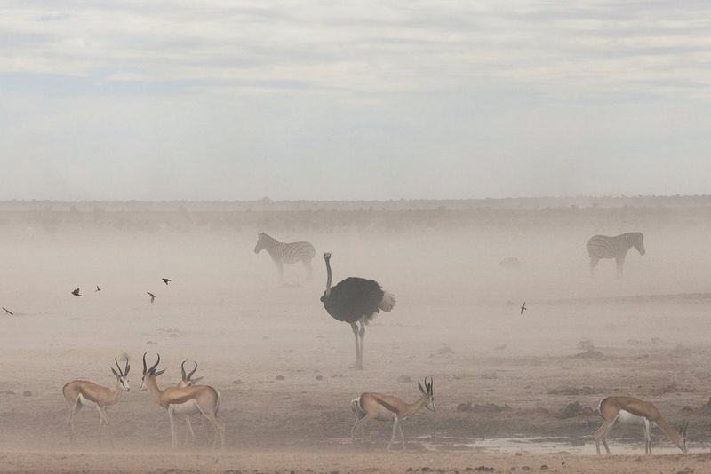 An ostrich at Etosha National Park in Namibia stands alone, surrounded by springboks and zebras. This image was captured by Paolo Pellegrin on a Canon EOS R5.