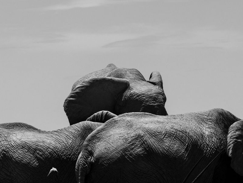 A small herd of elephants at Etosha National Park in Namibia stand together, with one elephant's ears visible in the background, in this image taken by Paolo Pellegrin on a Canon EOS R5.