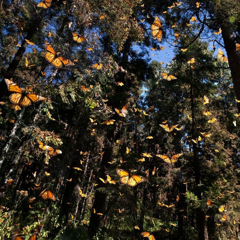 A view looking up into a canopy of trees, with hundreds of black-and-orange butterflies flying around.