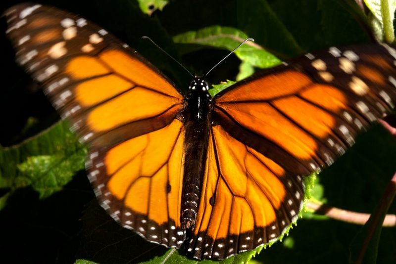 A black-and-orange monarch butterfly is shown in close-up, filling the frame, the tips of its wings blurred slightly by movement.