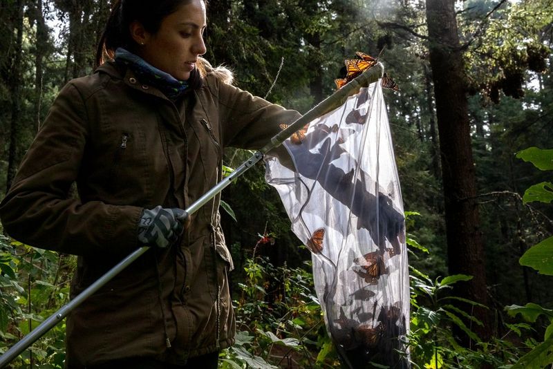 A woman in a thick coat holds a butterfly net half full of black-and-orange butterflies, and is reaching in with one hand.
