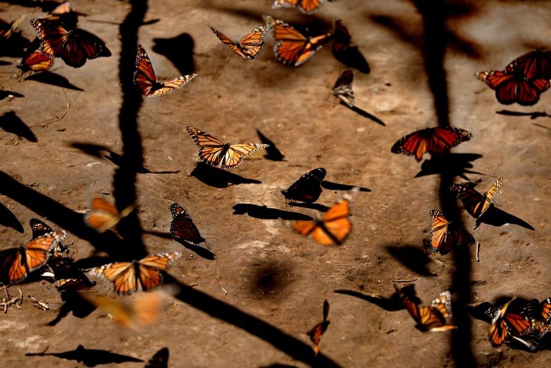 Black-and-orange butterflies hover above packed dry earth, casting shadows on the ground.