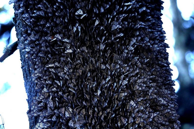 Hundreds of butterflies are clustered on a tree trunk, asleep. Their wings are folded shut, showing the black and white patterning on their undersides.