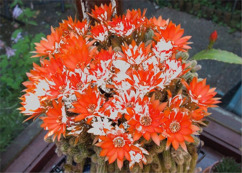 Een boeket oranje bloemen. De witte gedeelten geven aan waar de kleuren buiten het gamma voor printen vallen.