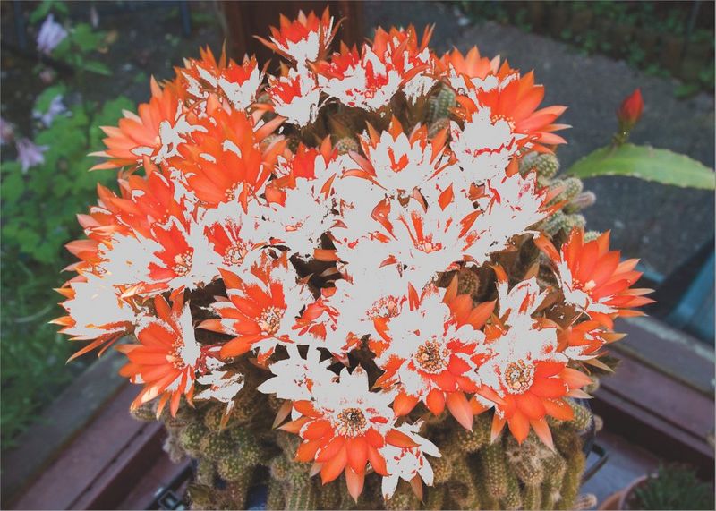 Een boeket oranje bloemen met nog aanzienlijk meer witte gedeelten die aangeven waar de kleuren buiten het gamma voor printen vallen.