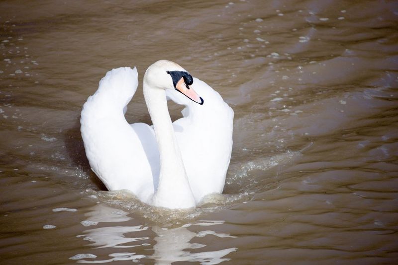An overexposed image of a swan on a river.