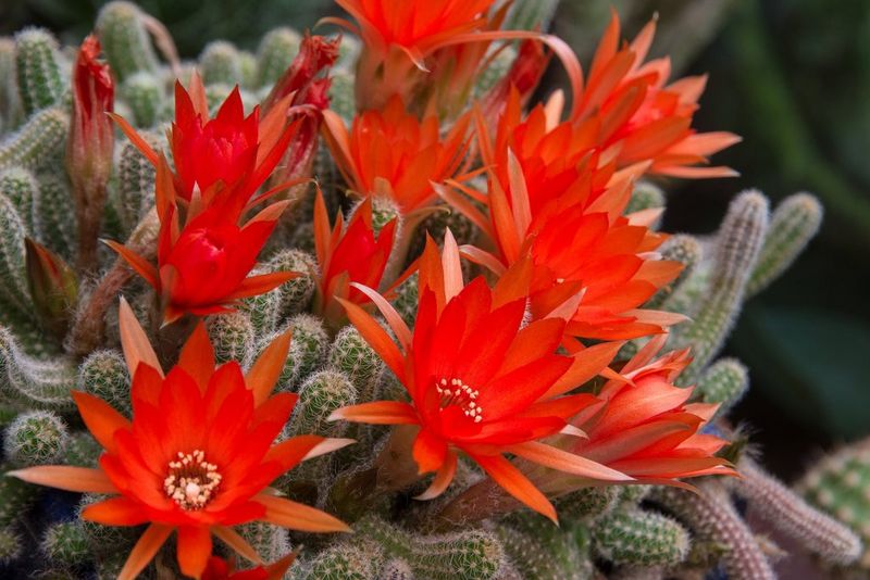 Bright red flowers on a prickly cactus.