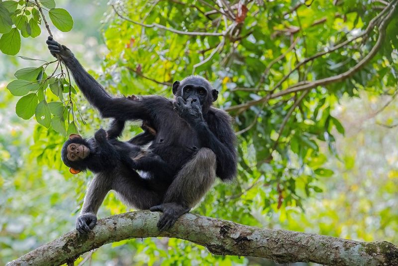 Una scimpanzé adulta seduta su un ramo tiene in braccio un cucciolo sullo sfondo di foglie verdi.