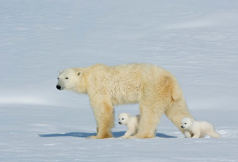 Un'orsa polare e due cuccioli nella neve.