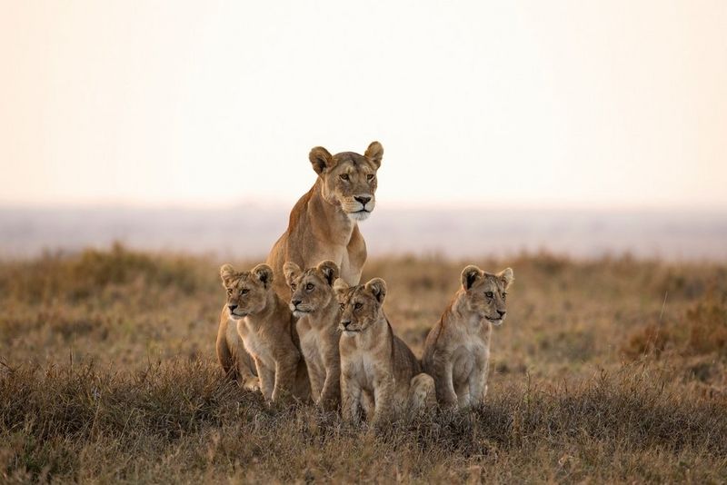 Una leonessa e quattro cuccioli in mezzo alla prateria, l'orizzonte sullo sfondo.