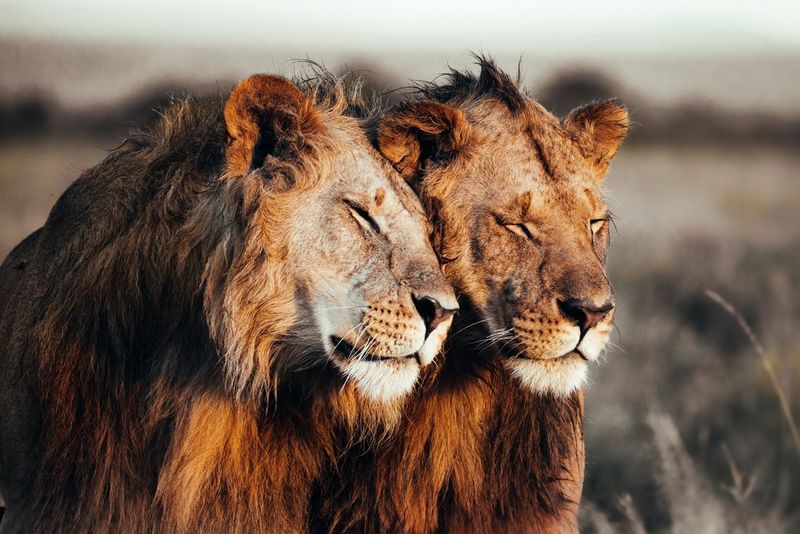 Два льва дремлют, опираясь друг на друга.