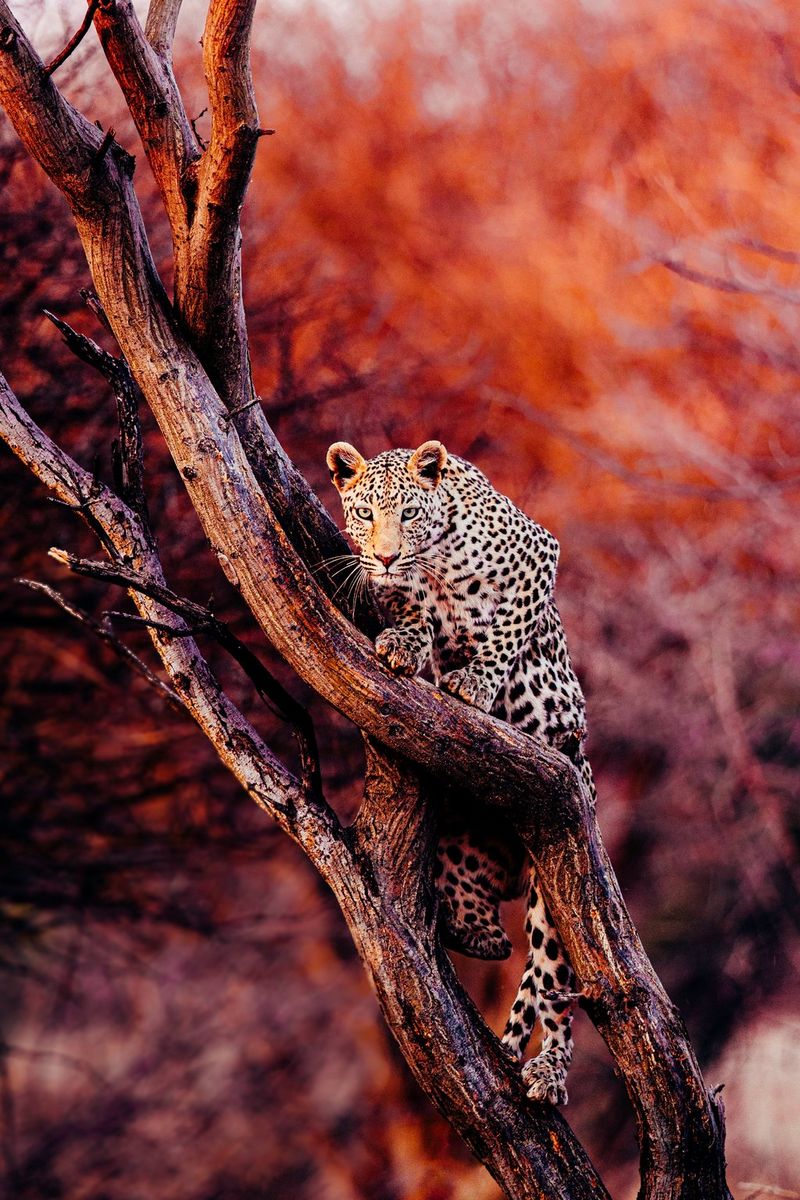 Леопард на ветке без листьев; листва на фоне кажется красной в лучах рассветного солнца.