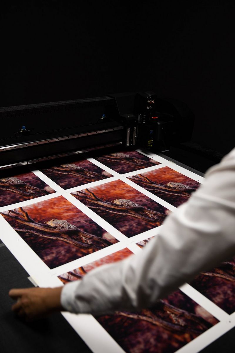 Принтер Canon imagePROGRAF PRO-1000 печатает несколько изображений леопарда на дереве в формате A2.