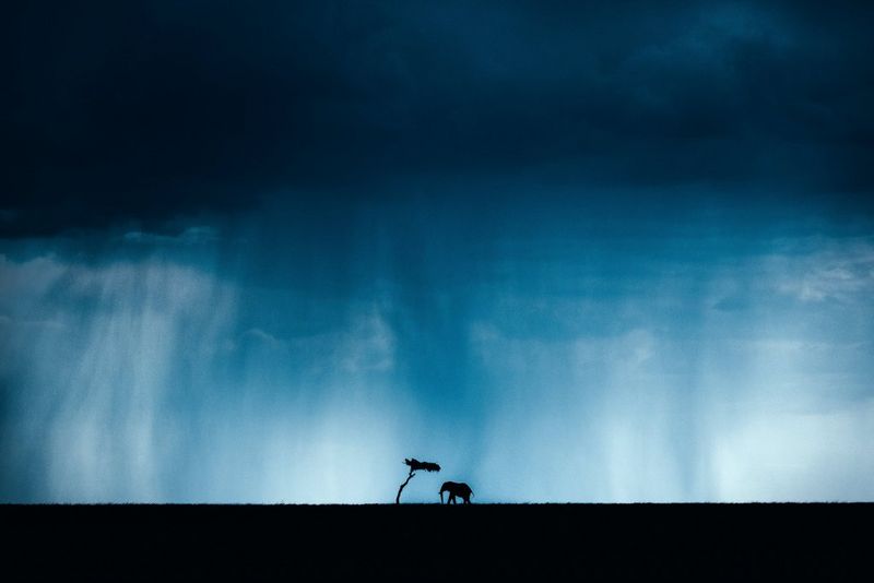 Силуэты слона и дерева на фоне горизонта и темно-синего неба.