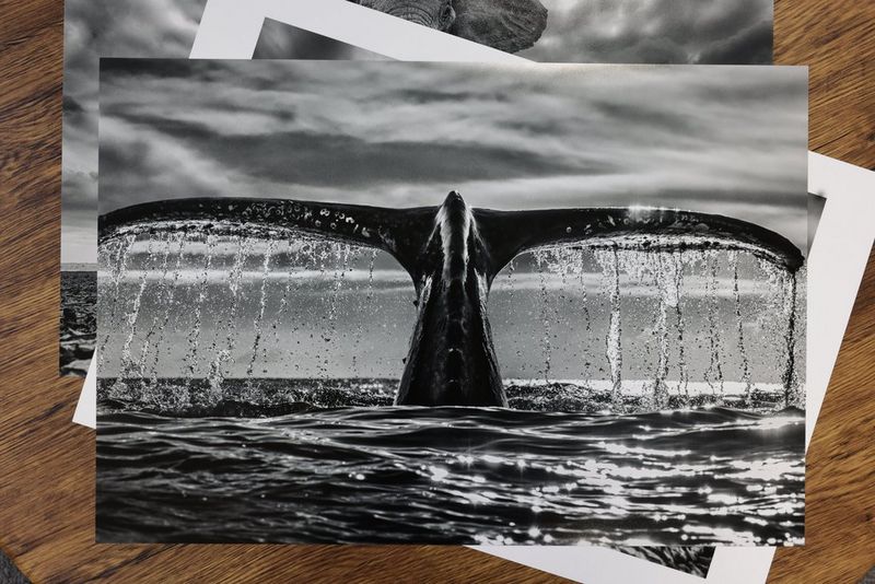 A black and white photograph of the flukes of a whale's tale, viewed square-on above the surface with streams of water running off them as the whale dives. 