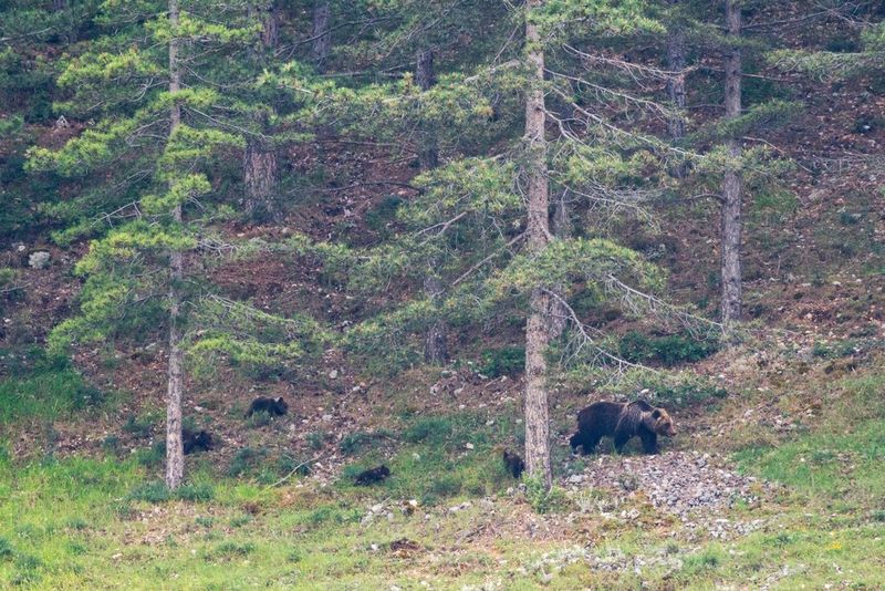 A brown bear and her four cubs walking through a forest.  