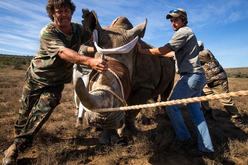 Четверо мужчин ведут носорога с веревкой вокруг шеи в безопасное место.