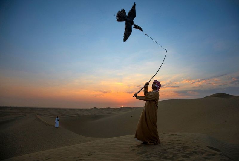 Мужчина стоит на песчаной дюне с куском мяса на леске, пытаясь приманить летающего сокола.