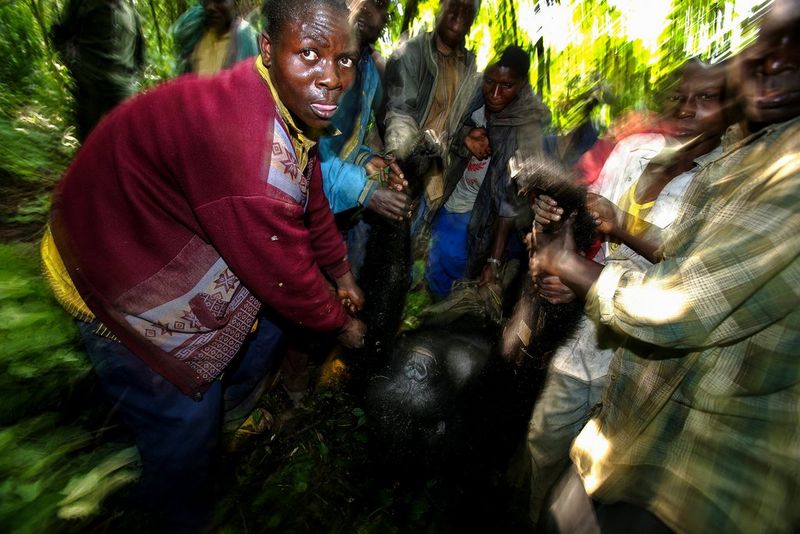 Толпа людей тащит через густой лес тело самки гориллы, в которую выстрелили браконьеры.
