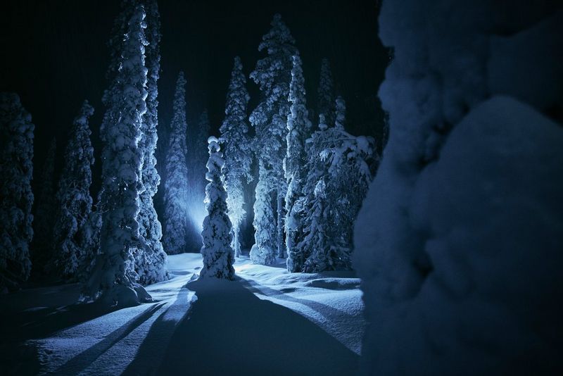 Una foto notturna che ritrae delle conifere innevate, illuminate con un flash esterno in modo da creare un effetto di ombre allungate che si proiettano sul manto di neve.
