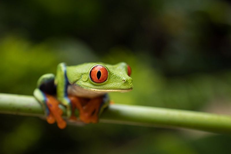 Een close-up van een roodoogmakikikker in Costa Rica. Gefotografeerd door Joel Santos.