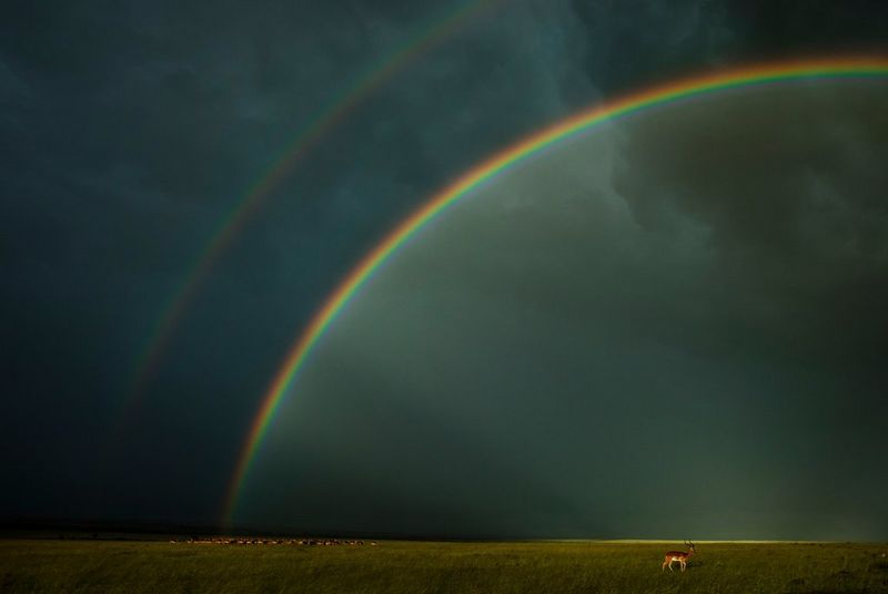 A cluster of animals is seen in the distance, with one single gazelle to the right much nearer the camera. A double rainbow dominates the sky, meeting the ground near the group of animals.