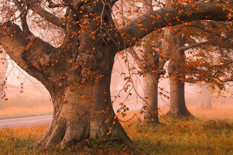 A large tree in autumn, covered in orange leaves. 