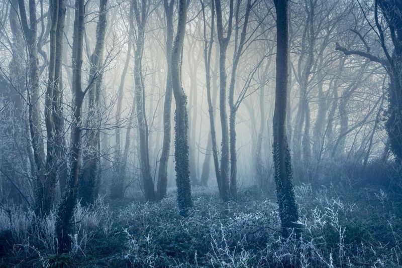 Зимний лес — голые стволы деревьев, ветви и покрытая инеем трава.
