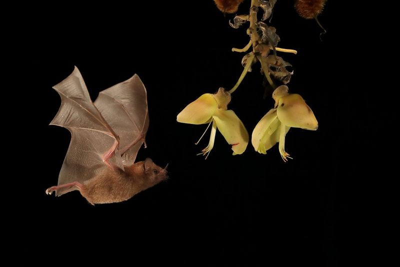 Illuminating tropical bats with Speedlite flashes