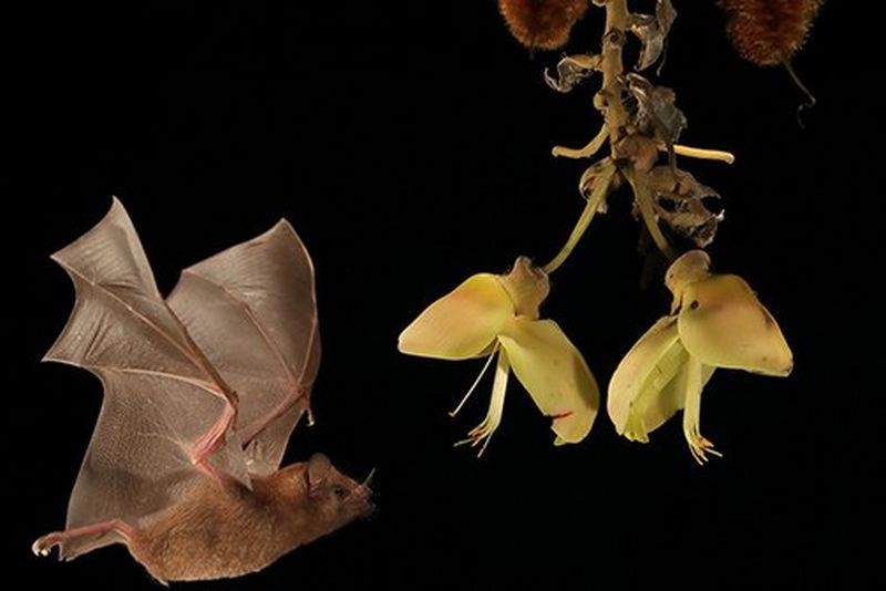 תאורה על עטלפים טרופיים במבזקי Speedlite