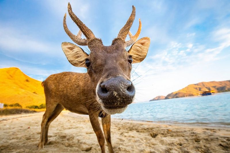 A deer looks into the camera, its nose centre frame, with the sea and an island in the background.