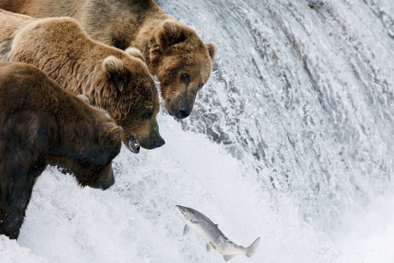 Three bears attempt to catch a leaping fish from the top of a waterfall.