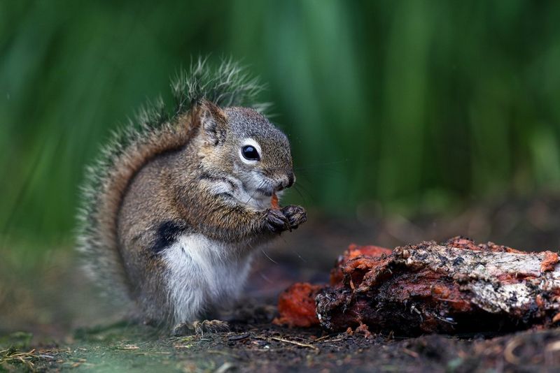 A close up of a chipmunk eating a salmon, the forest background blurred behind it.
