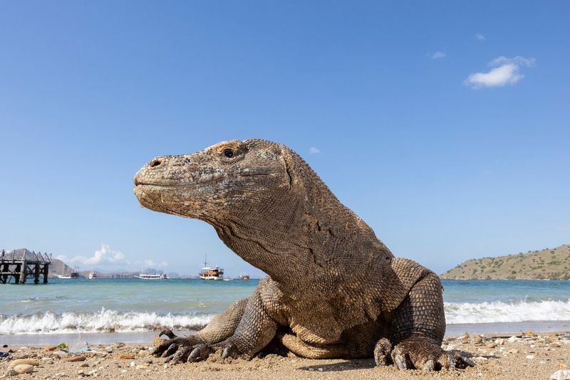 A Komodo dragon is captured close up, centre frame, with a body of water in the background.